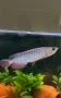 Asian Arowana gold crossback blue base, снимка 3