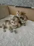 Шотландец колор поинт за разплод, снимка 6
