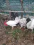 Продавам млади и много красиви петли. , снимка 3