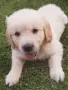 Golden retriever /puppies , снимка 4