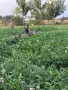 Белгийски овчарки , снимка 9