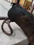 Стар голям биволски рог катраник, снимка 5