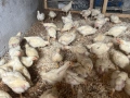 Продавам бройлерни пилета, снимка 1