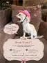 Чистокръвни мини Чихуахуа, снимка 9