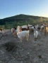 Kozi, снимка 3