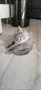 Британски котенца , снимка 4