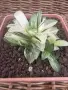 Рядка Вариегатна Хавортия (Haworthia retusa f. variegata) – Колекционерска, снимка 2