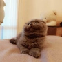 Шотландски котенца, снимка 5