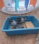 Гълъби   гълъби, снимка 3