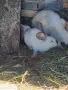продавам калифорнийски зайци, снимка 15