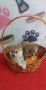 Шиба Ину Shiba inu , снимка 2