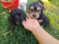 Кокер шпаньоли ., снимка 5