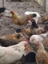 продавам ярки петлета пилета , снимка 6