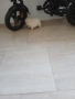 Mini Pomeran, снимка 8