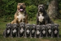 ТОП Американско були хл American bully xl ABKC, снимка 16
