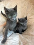 Руски сини котета, снимка 5
