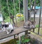 Котета търсят дом, снимка 5