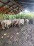Продавам малко стадо овце, снимка 2