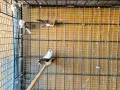 японски амадини , снимка 4