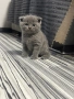 Шотландски клепоухи и британски остроухи котета, снимка 3