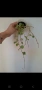 Хоя, hoya kanyakumariana, снимка 2