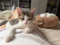Котенца си търсят дом!, снимка 1