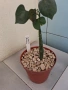 Сукуленти само за ценители, снимка 2