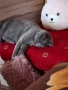 Синя британска късокосместа котка , снимка 5