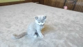 Британски котета, снимка 7