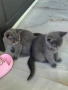 британски късокосмести котета, снимка 7