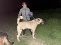Турски Кангал Мъжки , снимка 1