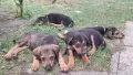 Немски овчарки късокосмести, снимка 3