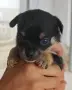 Чихуахуа. Chihuahua , снимка 2