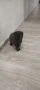 Британски котета, снимка 5