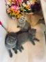Британски късокосмести, снимка 9