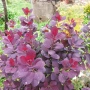 Червенолистна Смрадлика, Cotinus Royal purple или още Тетра!!!, снимка 4