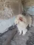 животни кучета чау чау, снимка 2
