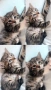 Подарявам котенца на 2 месеца, снимка 7