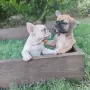 Френски булдог Женски , снимка 10