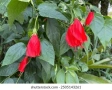 Хибискус Малва Hibiscus malvaviscus, снимка 1