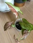 Syngonium Pink Salmon , снимка 3