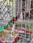 папагали многоцветни лори, снимка 6