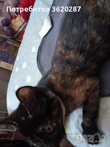 Бездомно женско коте, снимка 7 - Други - 55446529