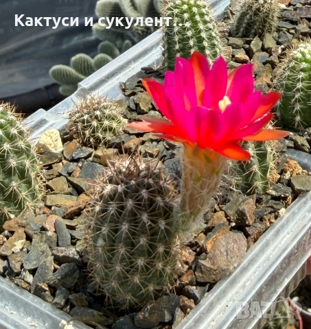 Кактус Chamaecereus hyb cv. Inca Sunset, снимка 3 - Градински цветя и растения - 54593788