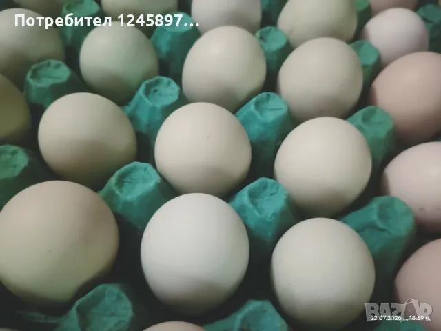 Пресни домашни яйца на промоция, свободно отглеждани кокошки, снимка 2 - Кокошки и пуйки - 55511040