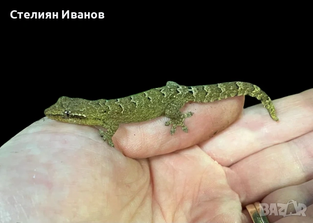 Траурен гекон, плачещ гекон, пенангски люспопръст гекон, лугубрис (Lepidodactylus lugubris), снимка 3 - Гекон - 54158421