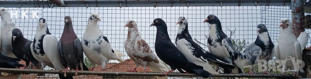 Пазарджишки гълъби , снимка 11 - Гълъби - 54061614