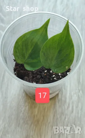 Филодендрон- Philodendron Hederaceum Variegata, снимка 17 - Стайни растения - 55295623