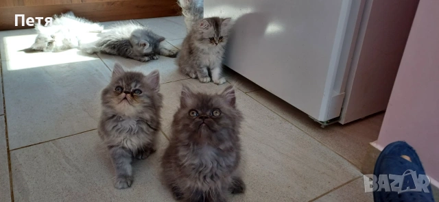 Персийски котенца, снимка 12 - Персийска - 46129032