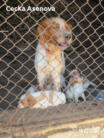  бретон шпаньол, снимка 3 - Бретон шпаньол - 54172219